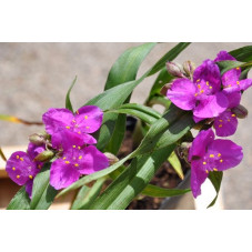 Tradescantia - Karminglut