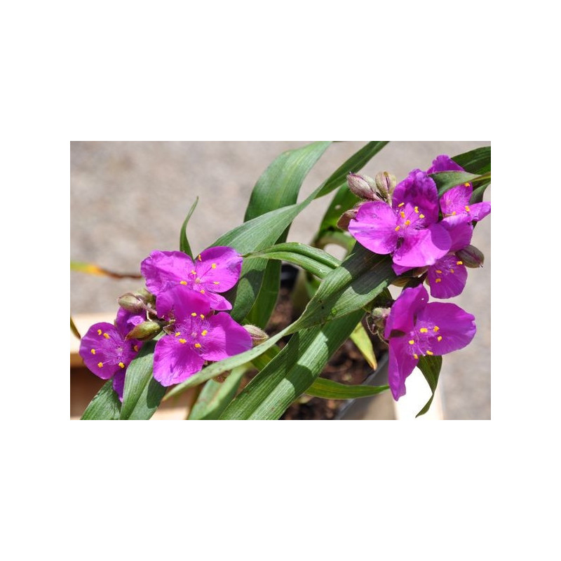 Tradescantia - Karminglut Tradescantia - Karminglut
