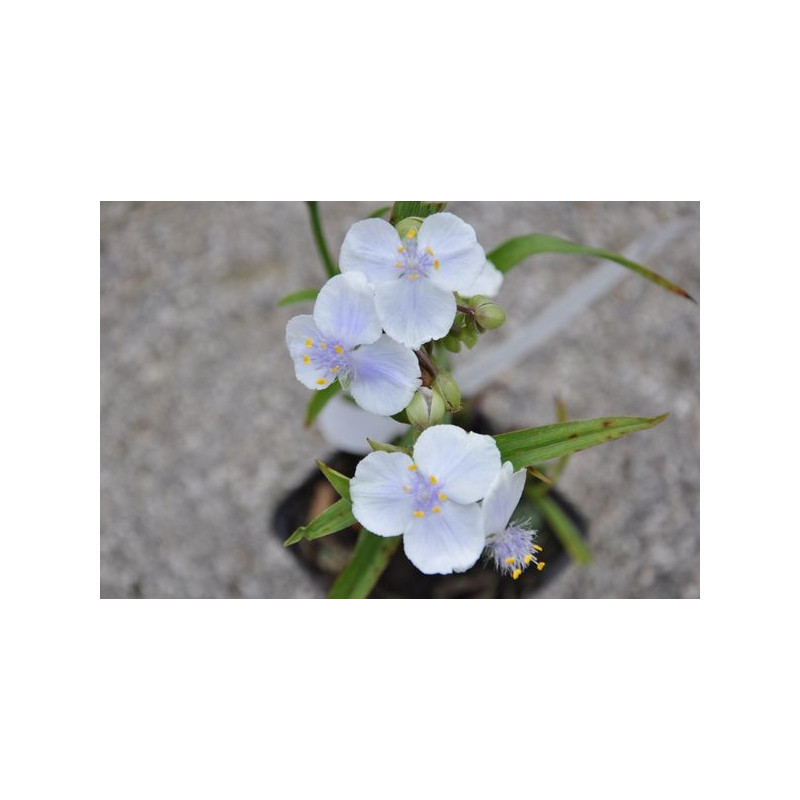 Tradescantia - Innocence Tradescantia - Innocence