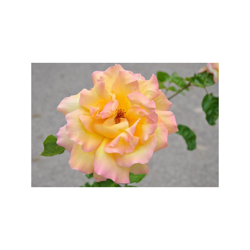 Rosier rose à grosses fleurs - Peace 