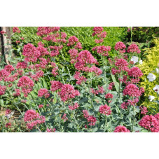 Centranthus ruber