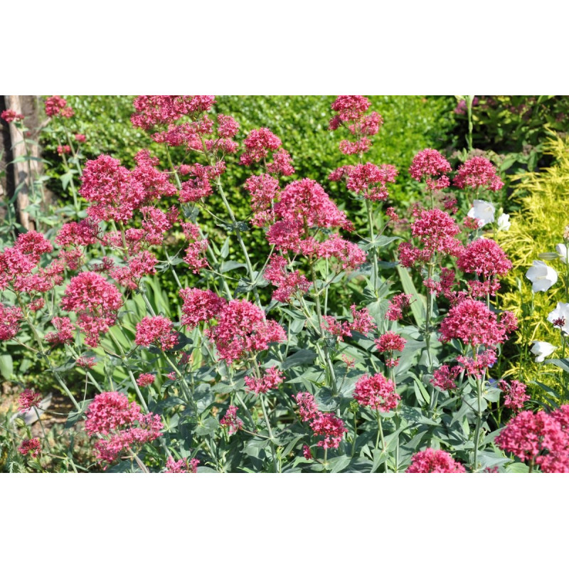 Centranthus ruber