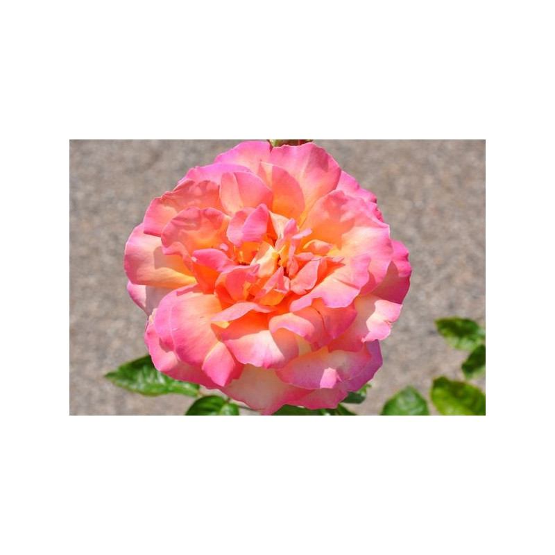 Rosier rose jaune grosses fleurs - Chica Rosier rose jaune grosses fleurs - Chica