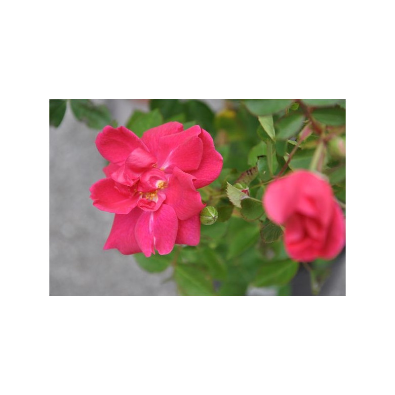 Rosier grimpant fuschia - Gite de france Rosier grimpant fuschia - Gite de france