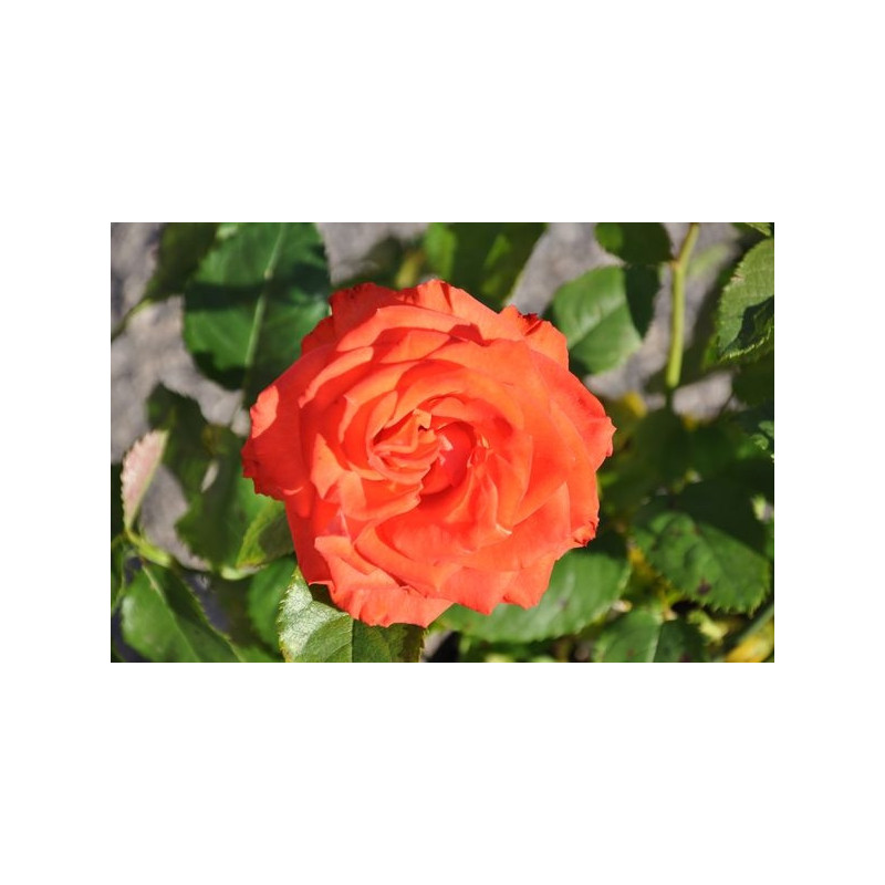 Rosier orange rouge grosses fleurs - Marieken Rosier orange rouge grosses fleurs - Marieken