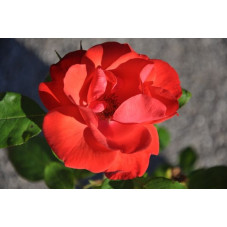 Rosier arbustif " la sevillana " rouge