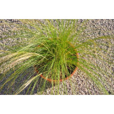 Stipa tenuifolia