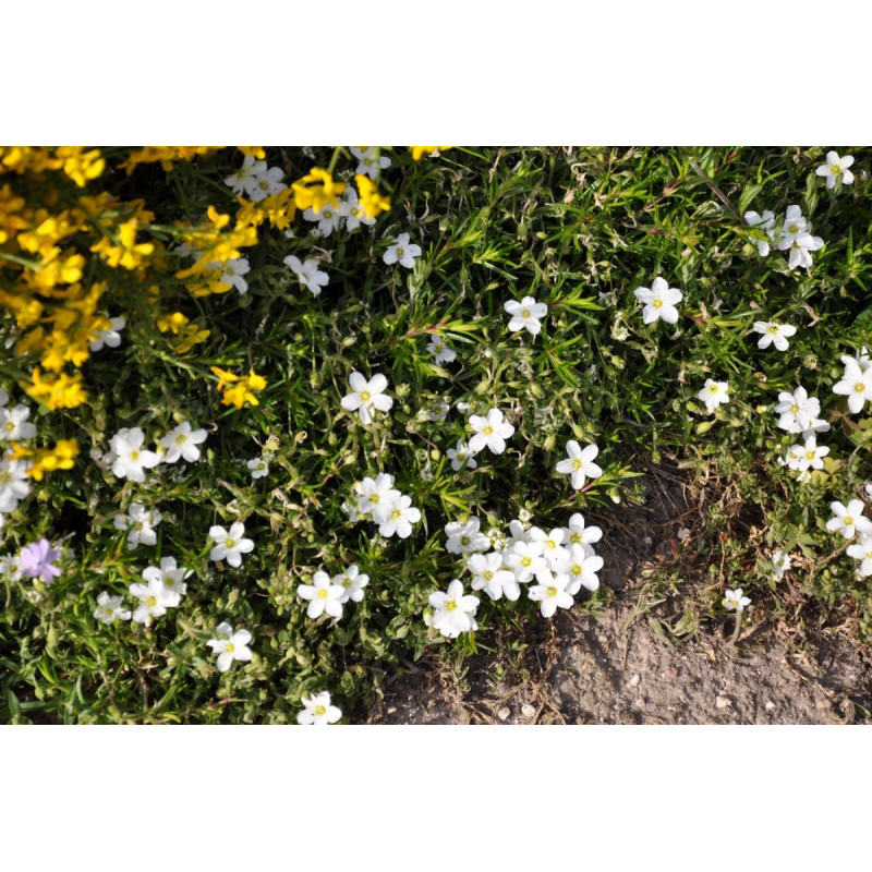  Lithodora diffusa