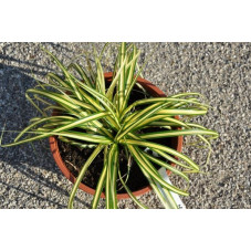 Carex oshimensis - evergold