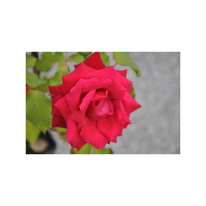 Rosier rouge à grosses fleurs - Ena Harkness Rosier rouge à grosses fleurs - Ena Harkness
