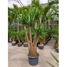 Yucca Elephantipes  - gros sujet