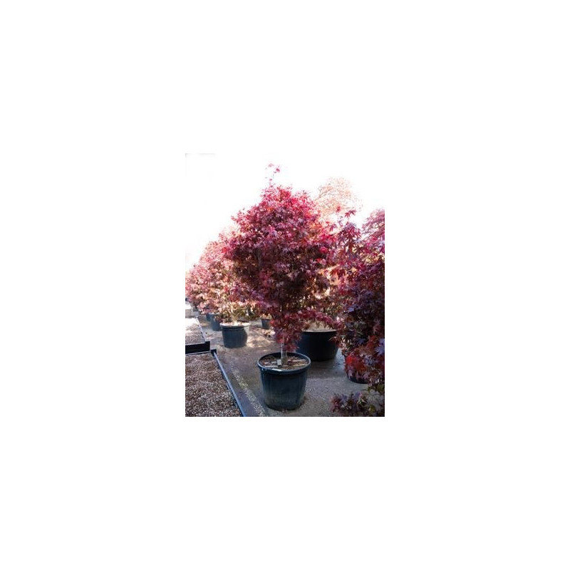 érable du Japon bloodgood - acer palmatum érable du Japon bloodgood - acer palmatum