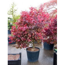 érable du Japon  fire glow - acer palmatum 250 cm