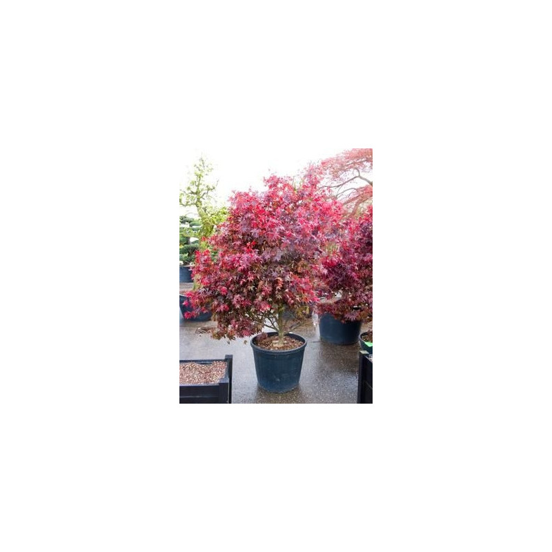 érable du Japon  fire glow - acer palmatum 250 cm