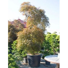 Erable du Japon - acer palmatum