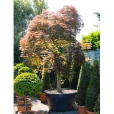 Erable du Japon tronc - acer palmatum 380 cm