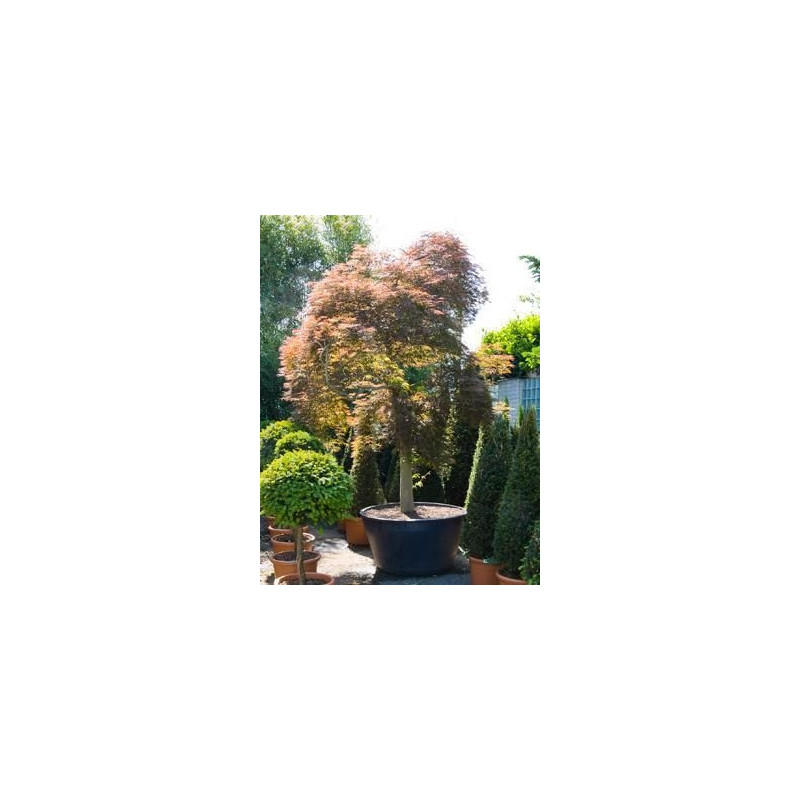 Erable du Japon tronc - acer palmatum 380 cm