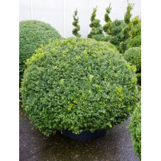 Buis boule - buxus sempervirens