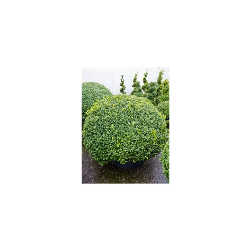 Buis boule - buxus sempervirens Buis boule - buxus sempervirens