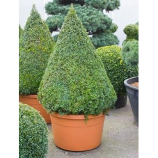 Buis pyramide - buxus sempervirens