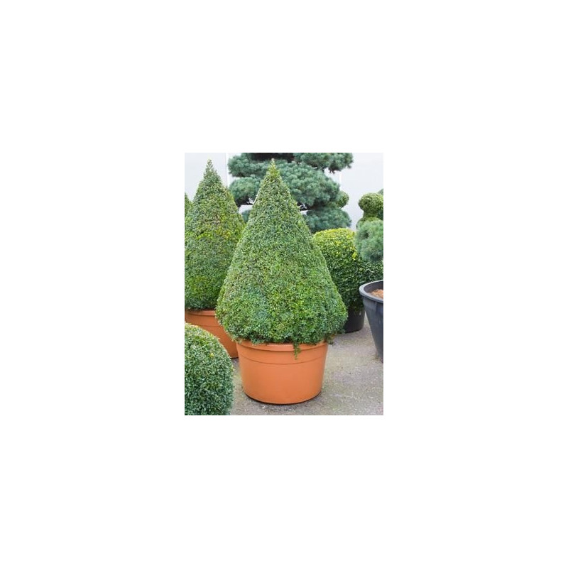 Buis pyramide - buxus sempervirens