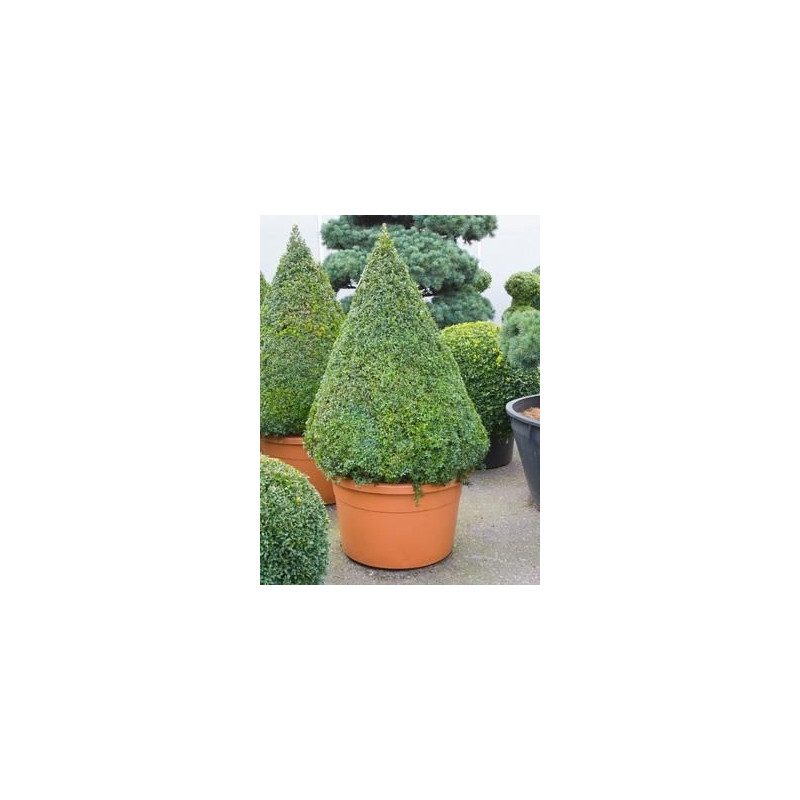 Buis pyramide - buxus sempervirens Buis pyramide - buxus sempervirens