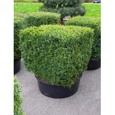 Buis en cube - buxus sempervirens