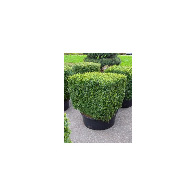 Buis en cube - buxus sempervirens