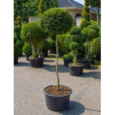 Buis boule sur tige - Buxus sempervirens