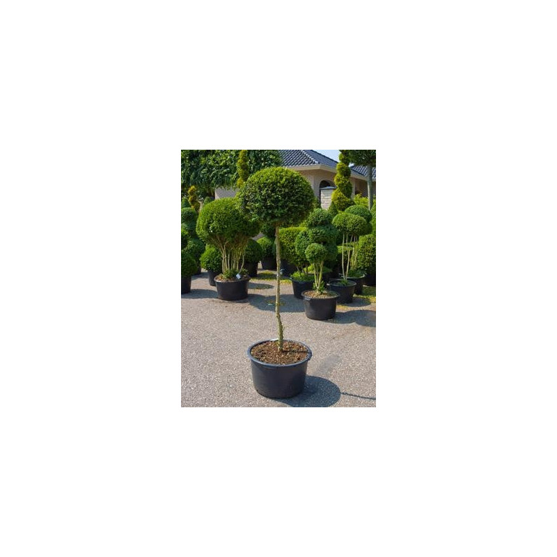 Buis boule sur tige - Buxus sempervirens