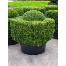 Buis nostalgie - buxus sempervirens nostalgica