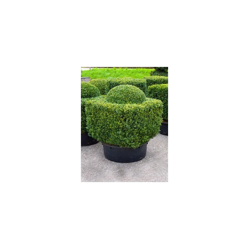 Buis nostalgie - buxus sempervirens nostalgica Buis nostalgie - buxus sempervirens nostalgica