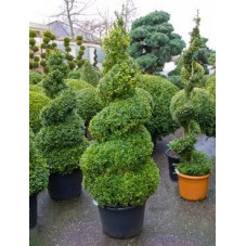 Buis spirale - buxus sempervirens