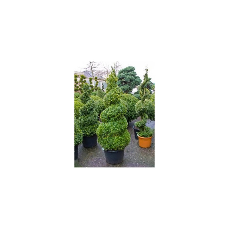 Buis spirale - buxus sempervirens