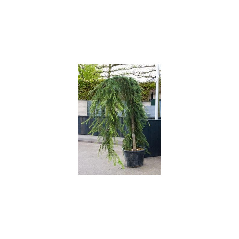 Cèdre de l'himalaya pleureur - cedrus deodora pendula Cèdre de l'himalaya pleureur - cedrus deodora pendula