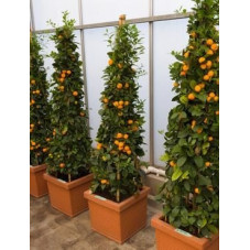 Citrus calamondin Pyramide