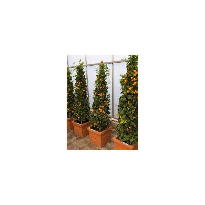 Citrus calamondin Pyramide