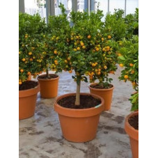 Citrus calamondin tige