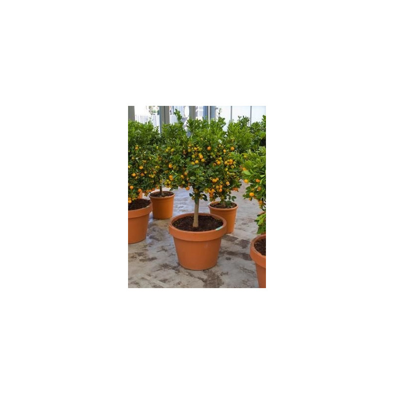 Citrus calamondin tige