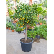 Citrus calamondin tige