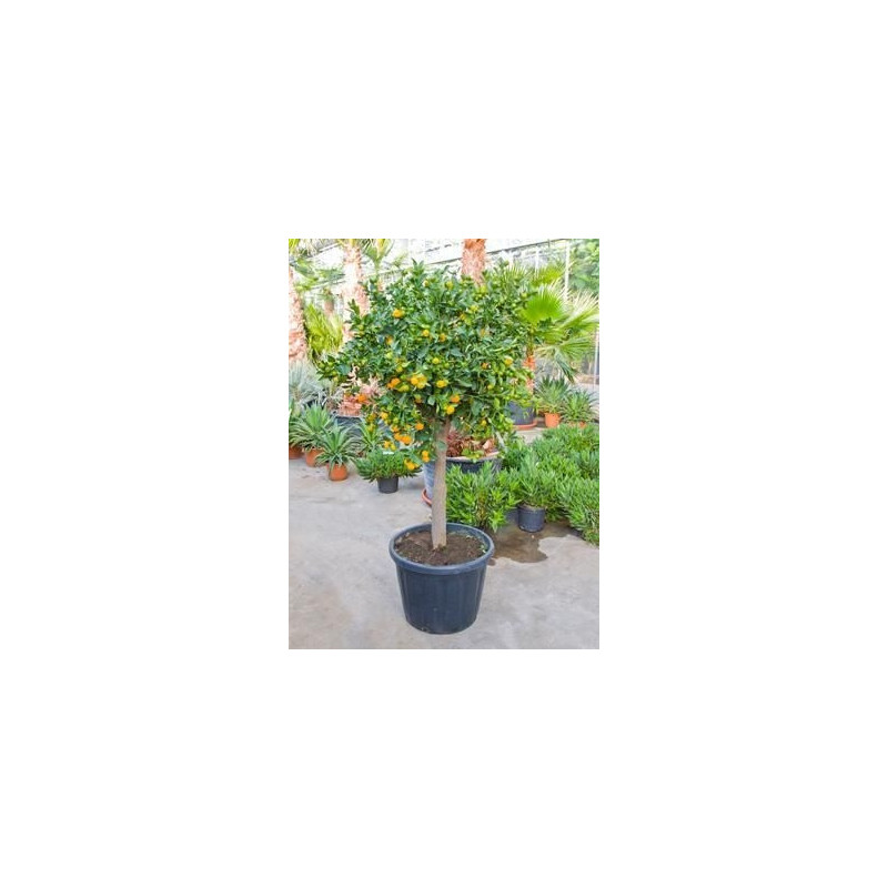 Citrus calamondin tige