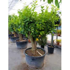 citronnier 220 cm circonférence tronc 40/+ cm - pot de 240 litres