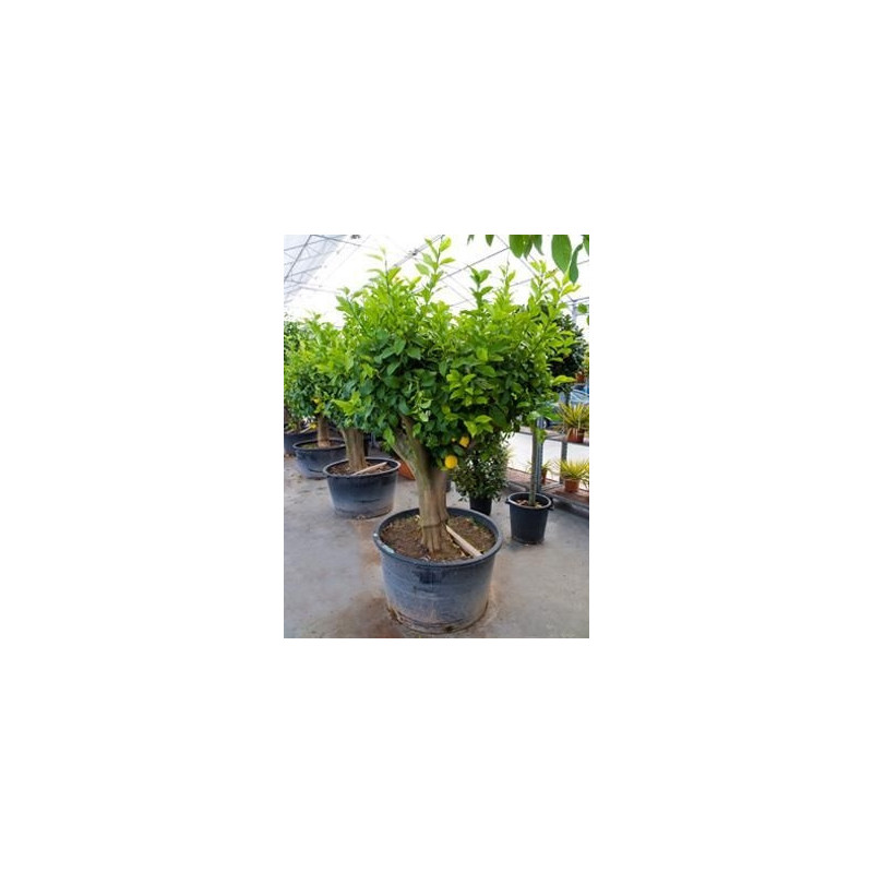 citronnier 220 cm circonférence tronc 40/+ cm - pot de 240 litres