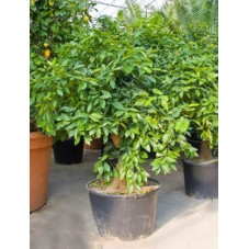 Citrus sinensis - oranger 200/220 cm -pot diamètre 70 cm