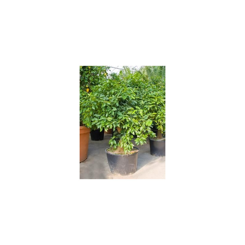 Citrus sinensis - oranger 200/220 cm -pot diamètre 70 cm