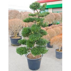 Ilex crenata - bonsaï