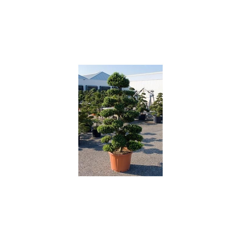 Ilex crenata - bonsaÏ Ilex crenata - bonsaÏ