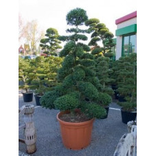 Ilex crenata - bonsai    230 cm