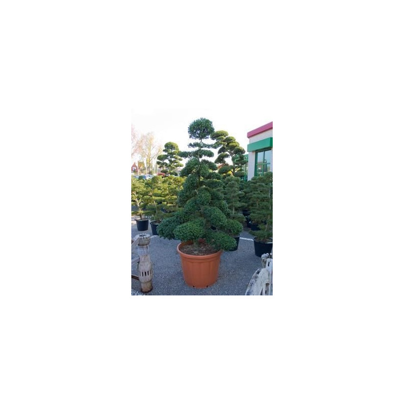 Ilex crenata - bonsai    230 cm