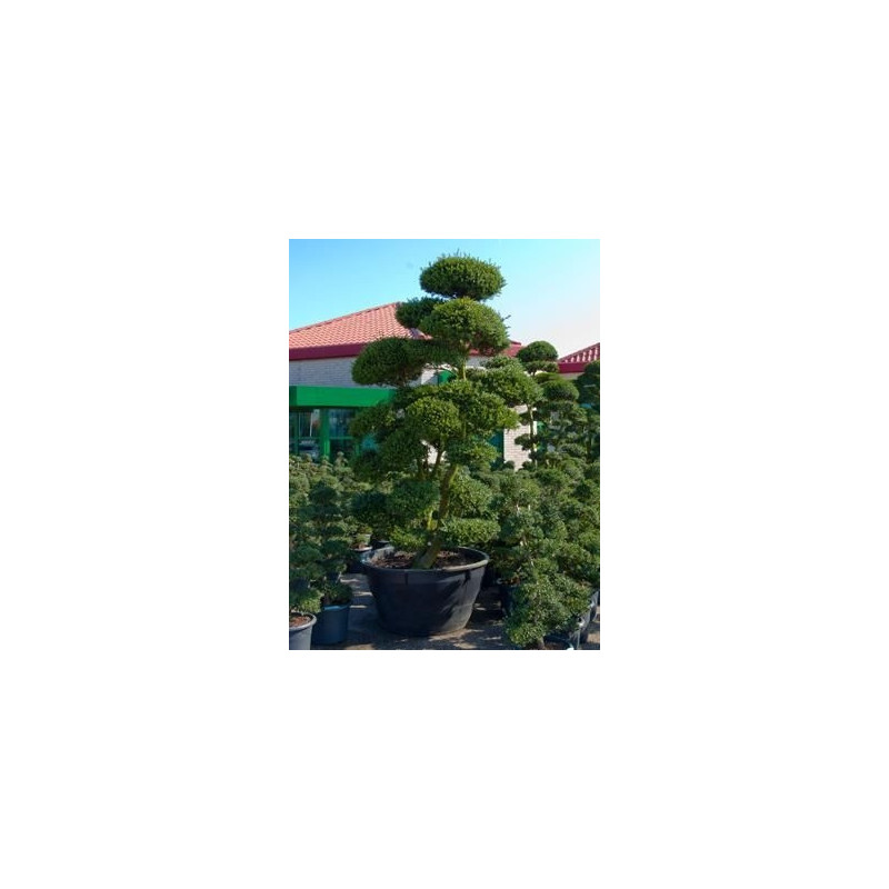 Ilex crenata - bonsaï   325 cm